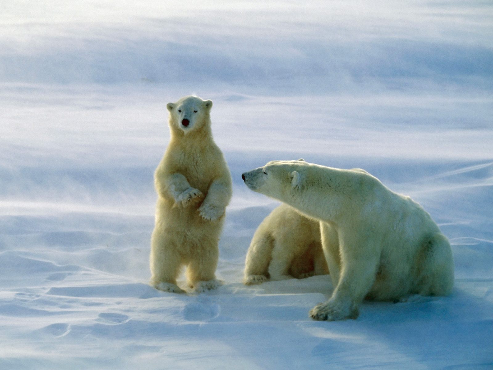 Hq Polar Bears Churchill Canada Wallpaper