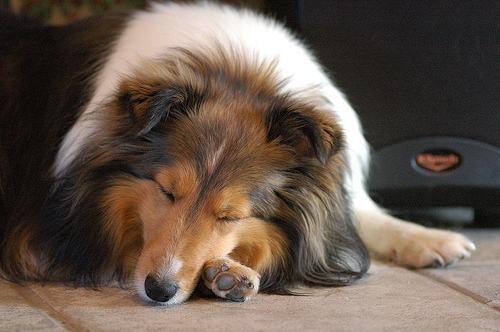 Beautiful Cute Dog Pet Sheltie Shetland Sheepdog Image