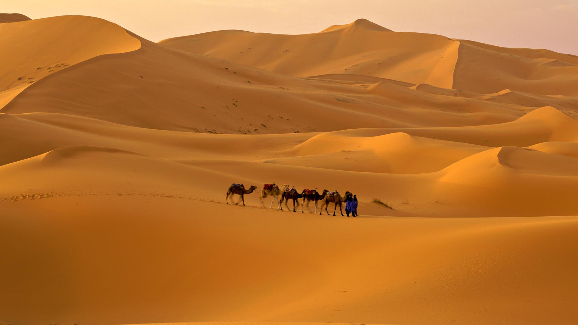 Wallpaper sand desert Sahara camel Morocco Sahara desert Morocco