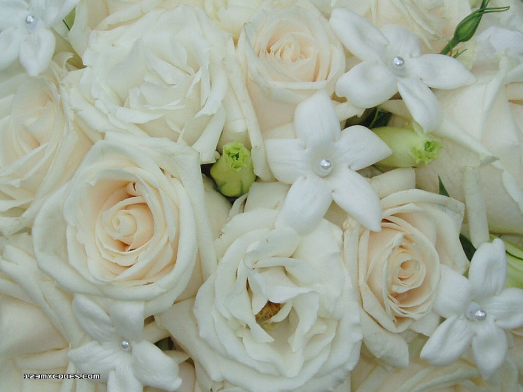 Myspace Backgrounds Flowers Backgrounds White Rose Background