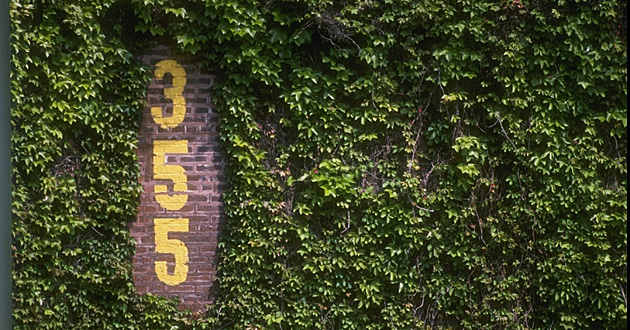 Wrigley Field Ivy Wall Image Search Results