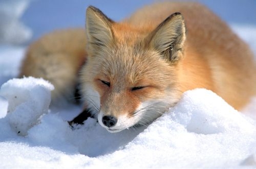 Animal Wallpaper Fox