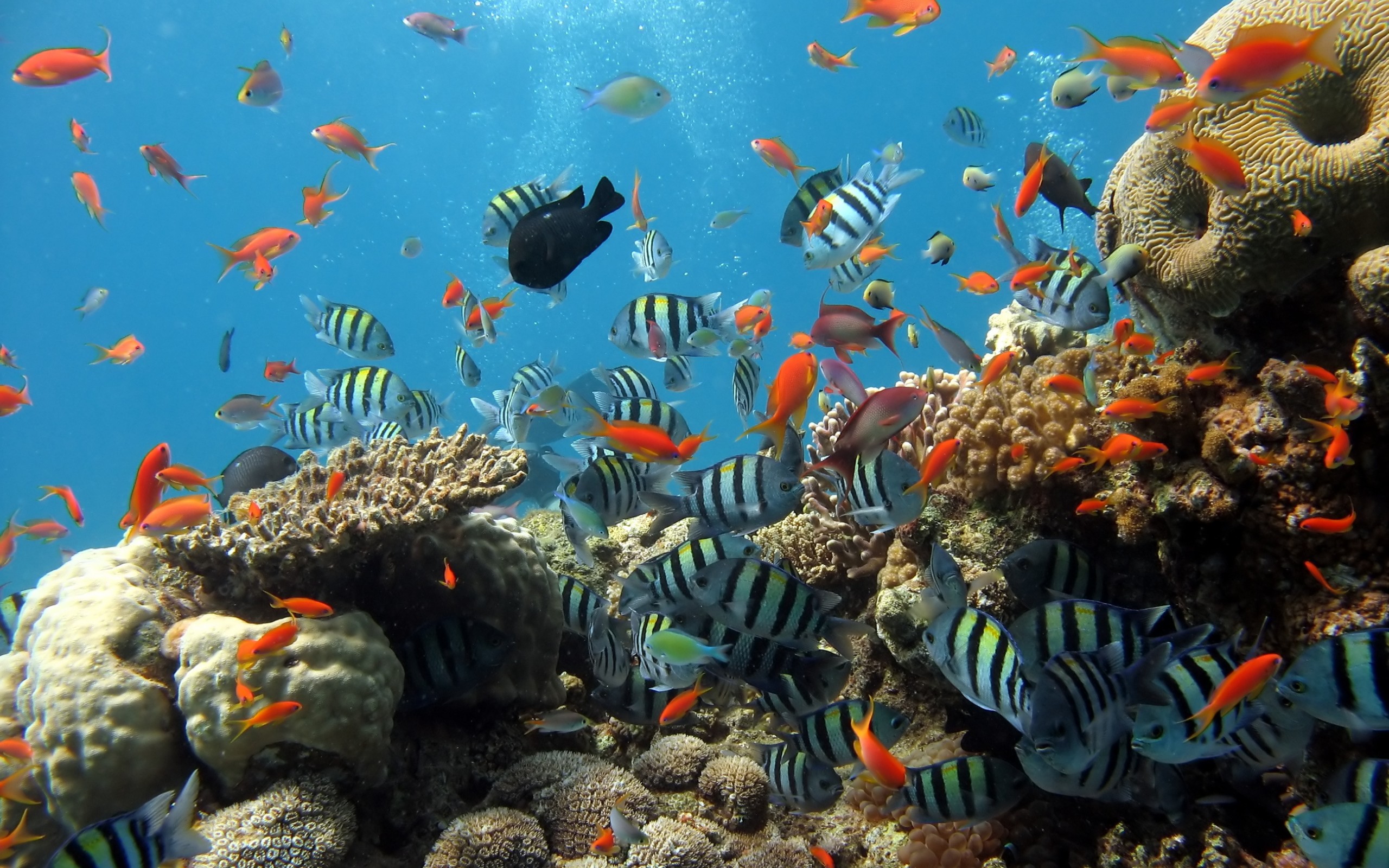 Fish Sea Ocean Coral Aquarium Fishing Diving Wallpaper