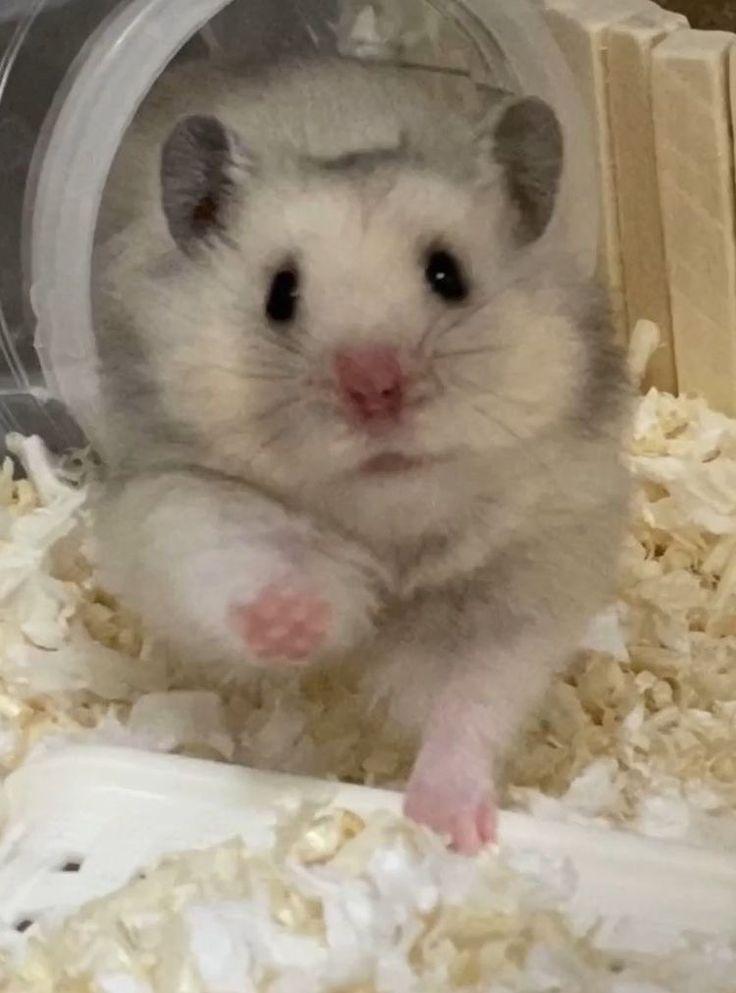 Hamster Love Heart Melting Photos of These Tiny Pets Animal