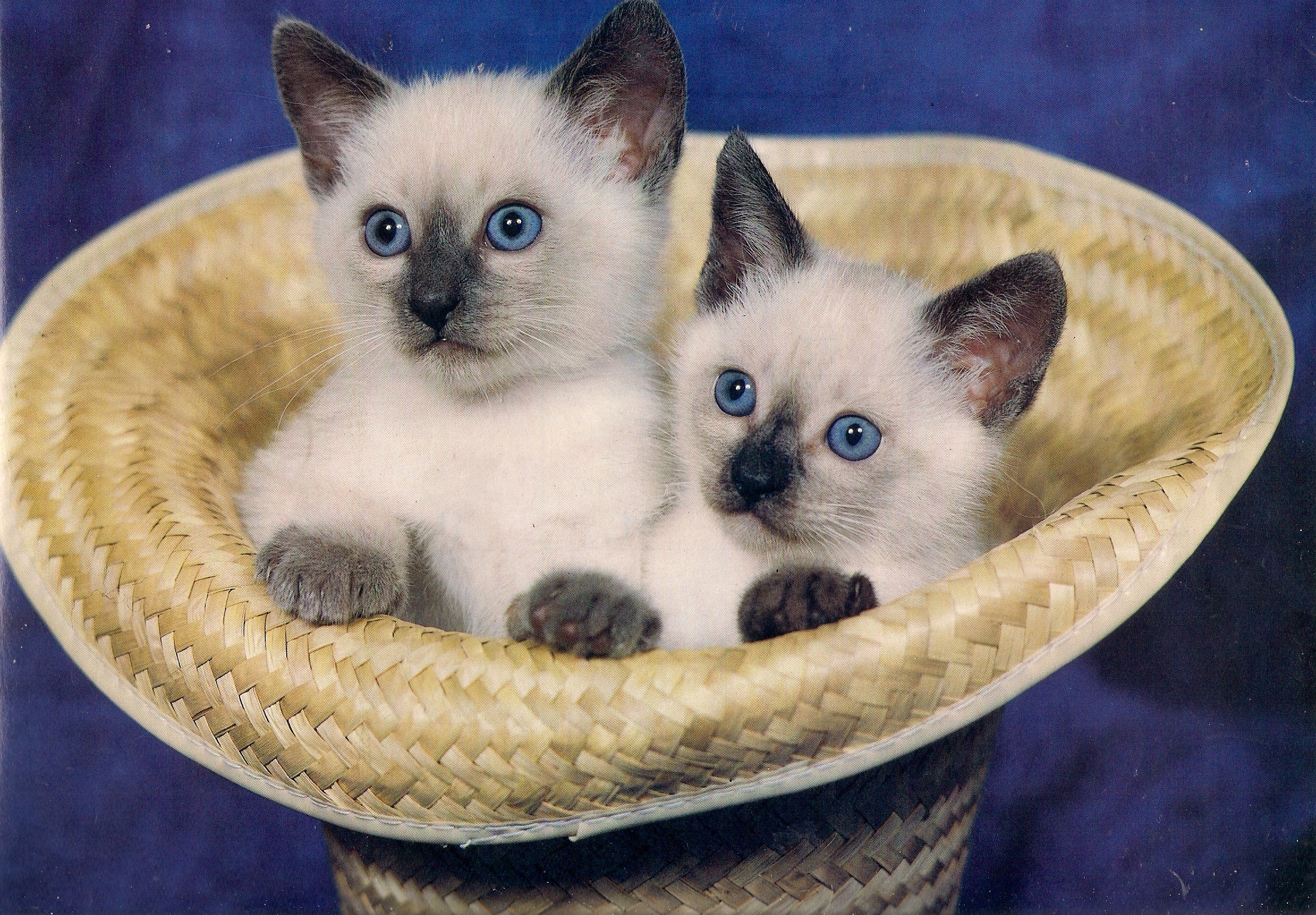 Siamese Tweeling Kittens Wallpaper