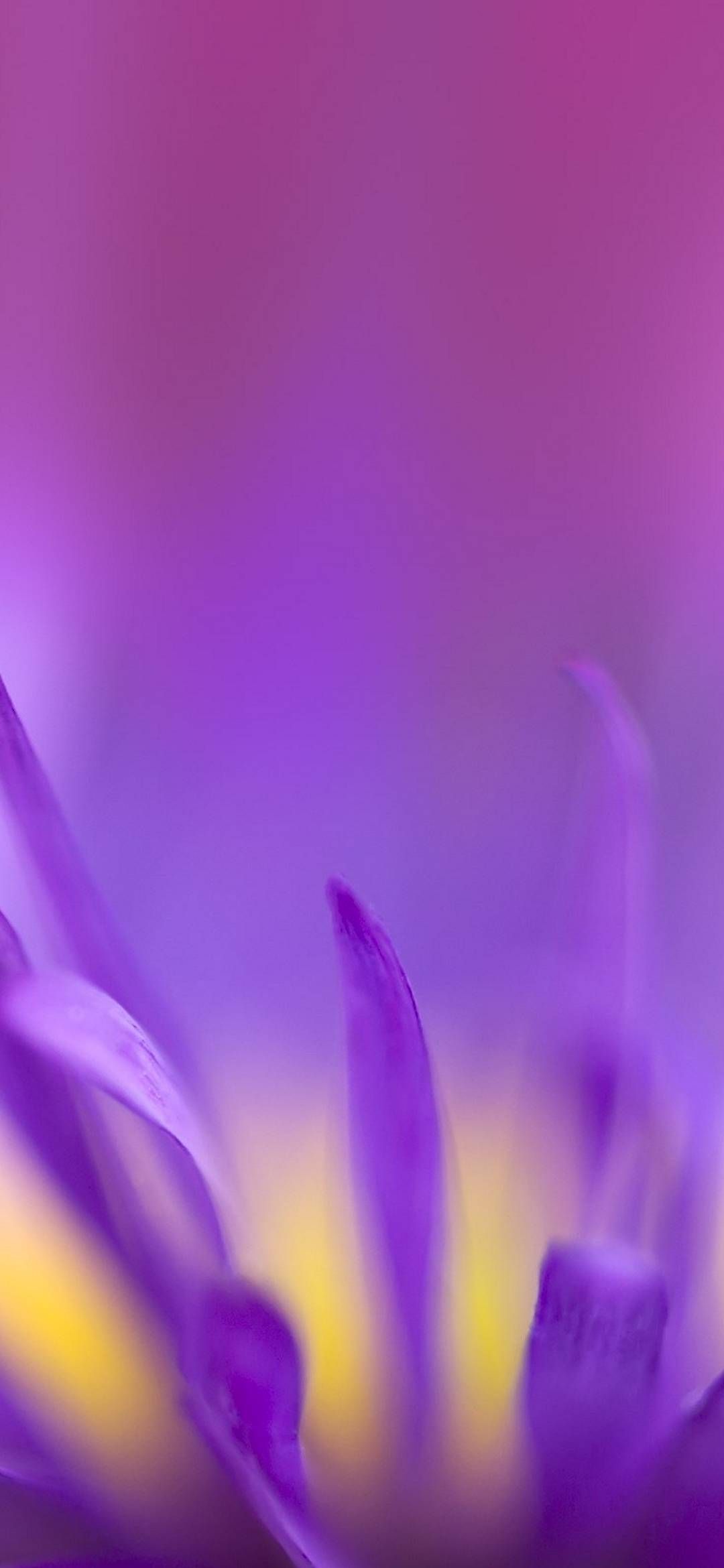 Huawei Honor 8x Wallpaper Purple HD Colour