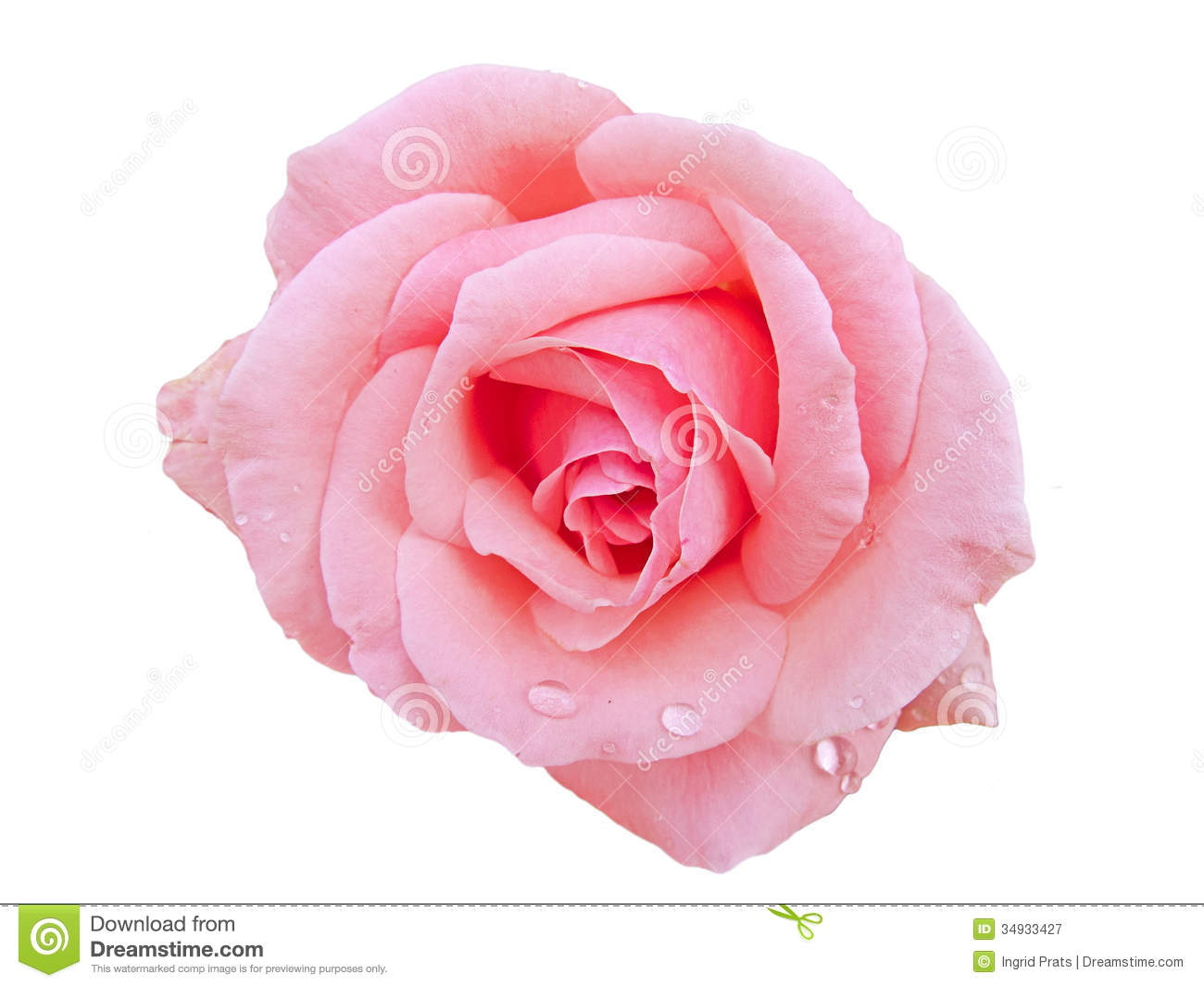 habrumalas Pink Rose White Background Images