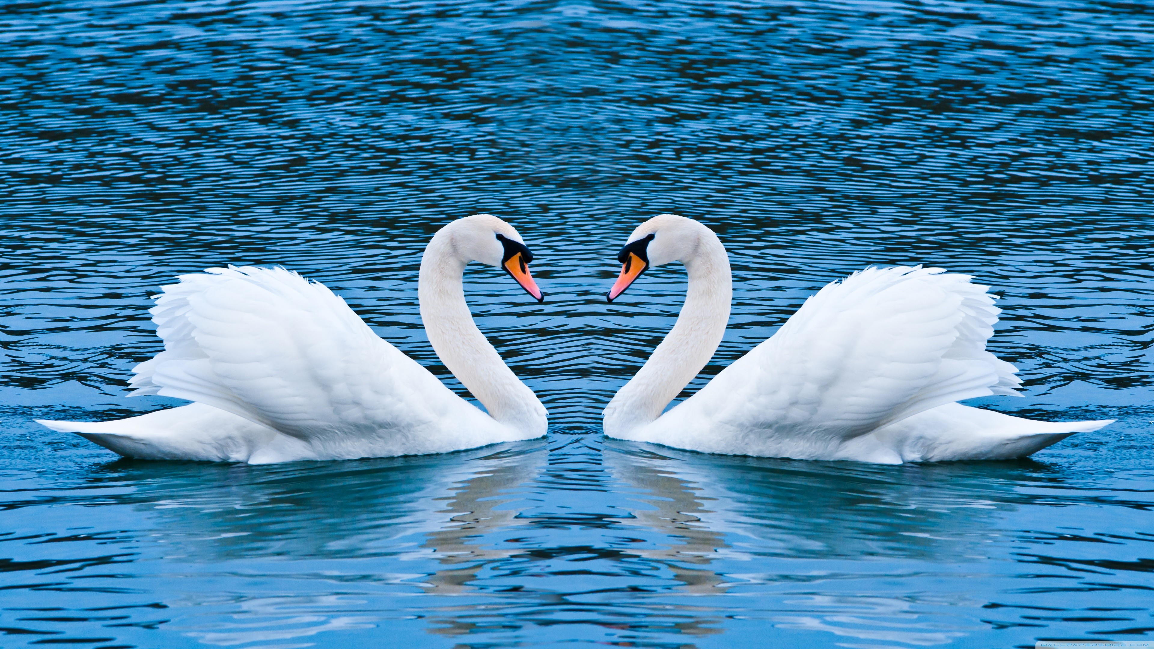 Explore The Collection Birds Swans Mute Swan