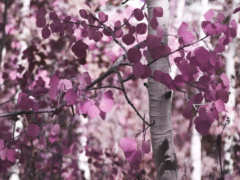 Daydreaming Image Purple Tree HD Wallpaper And