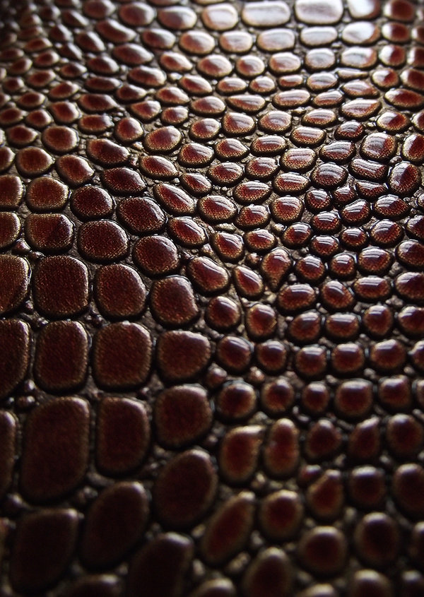 Snake Skin Texture By Becs Stock