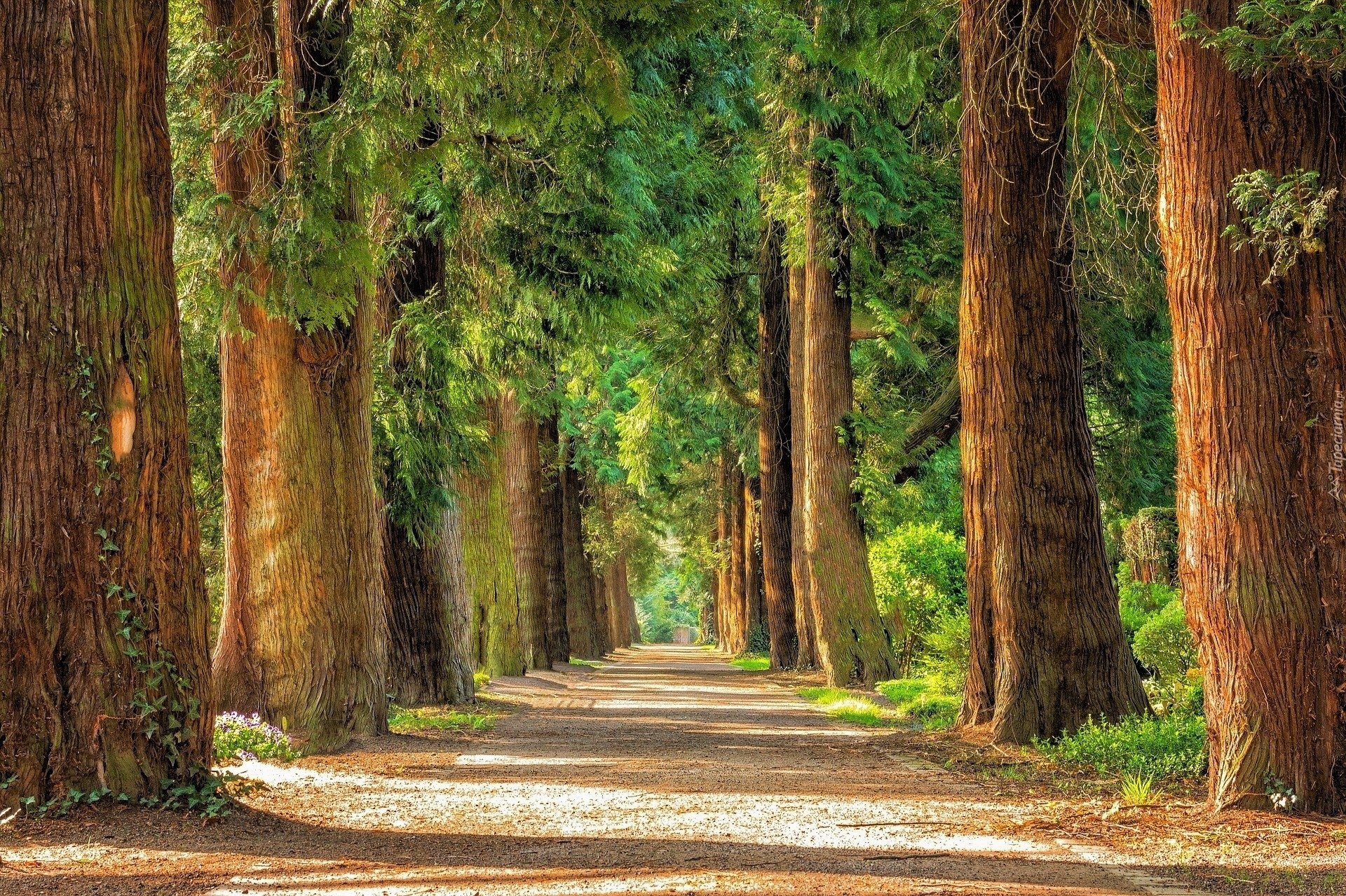 Street Lined With Sequoia Trees HD Wallpaper Background Image
