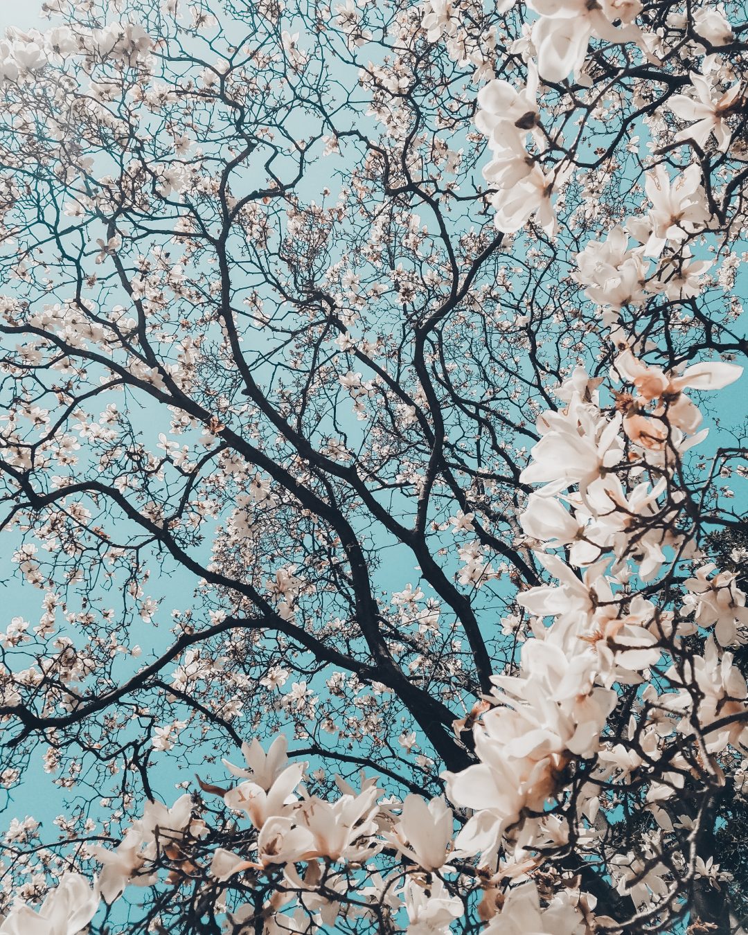 Early Spring Wallpaper