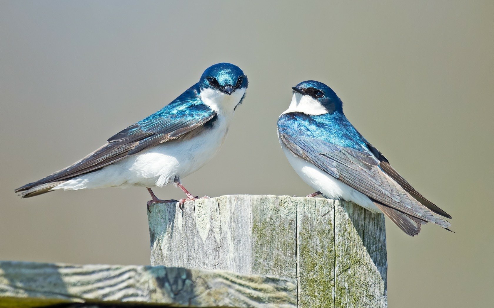 Graceful Swallows Wallpaper