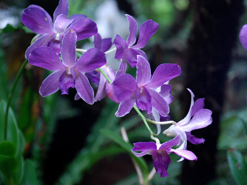 Purple Orchids Wallpaper