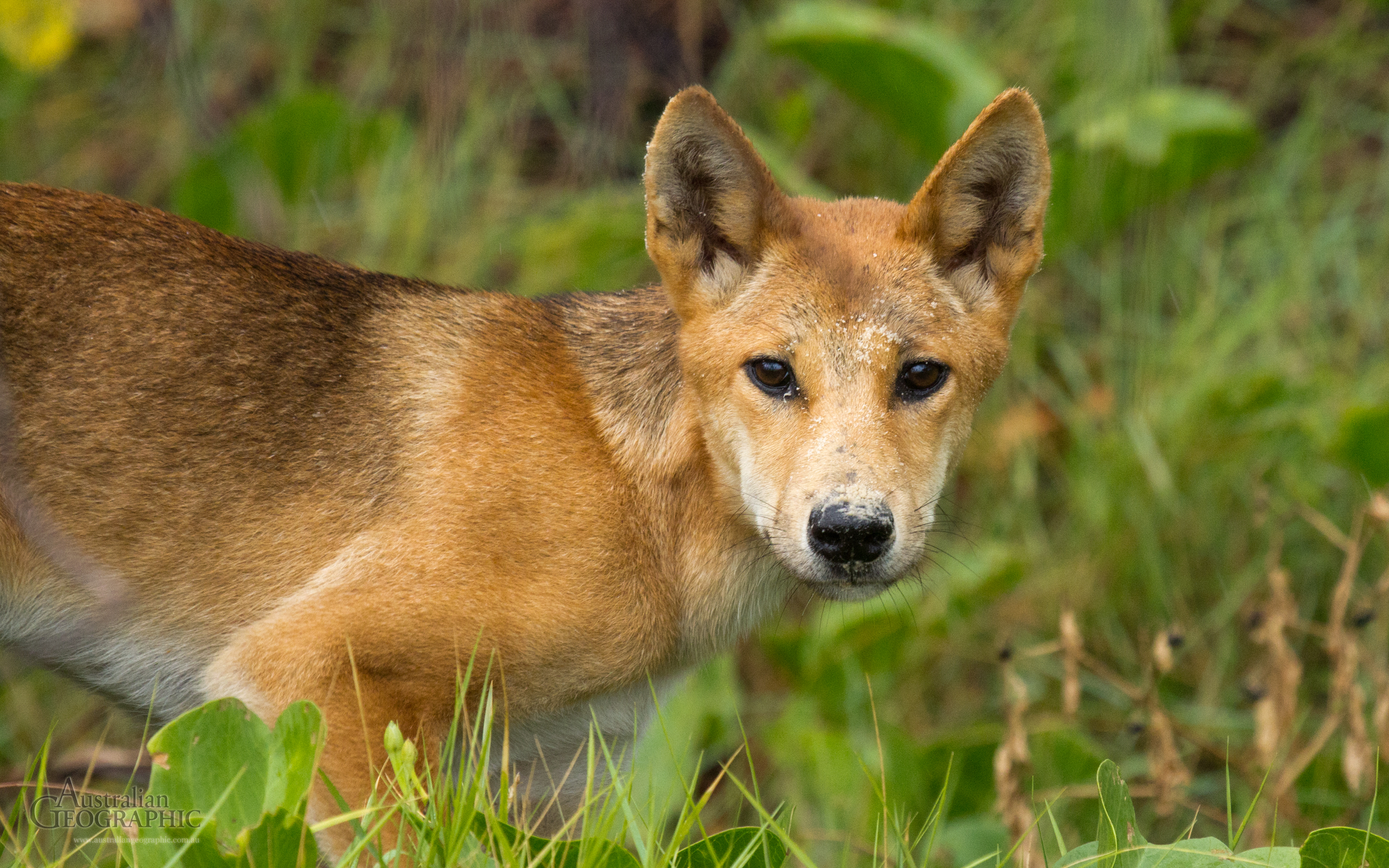 Dingo Fraser Island Queensland Australian Geographic