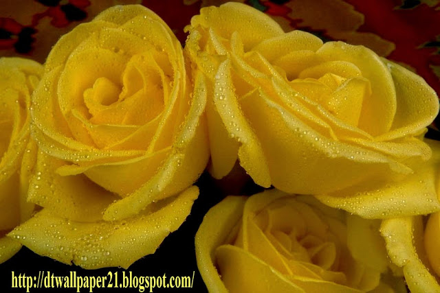 Wallpaper Background Screensavers Yellow Rose Flower