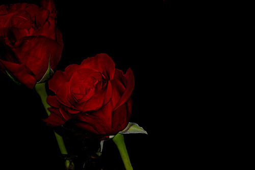 Black Background Roses My Attempt At