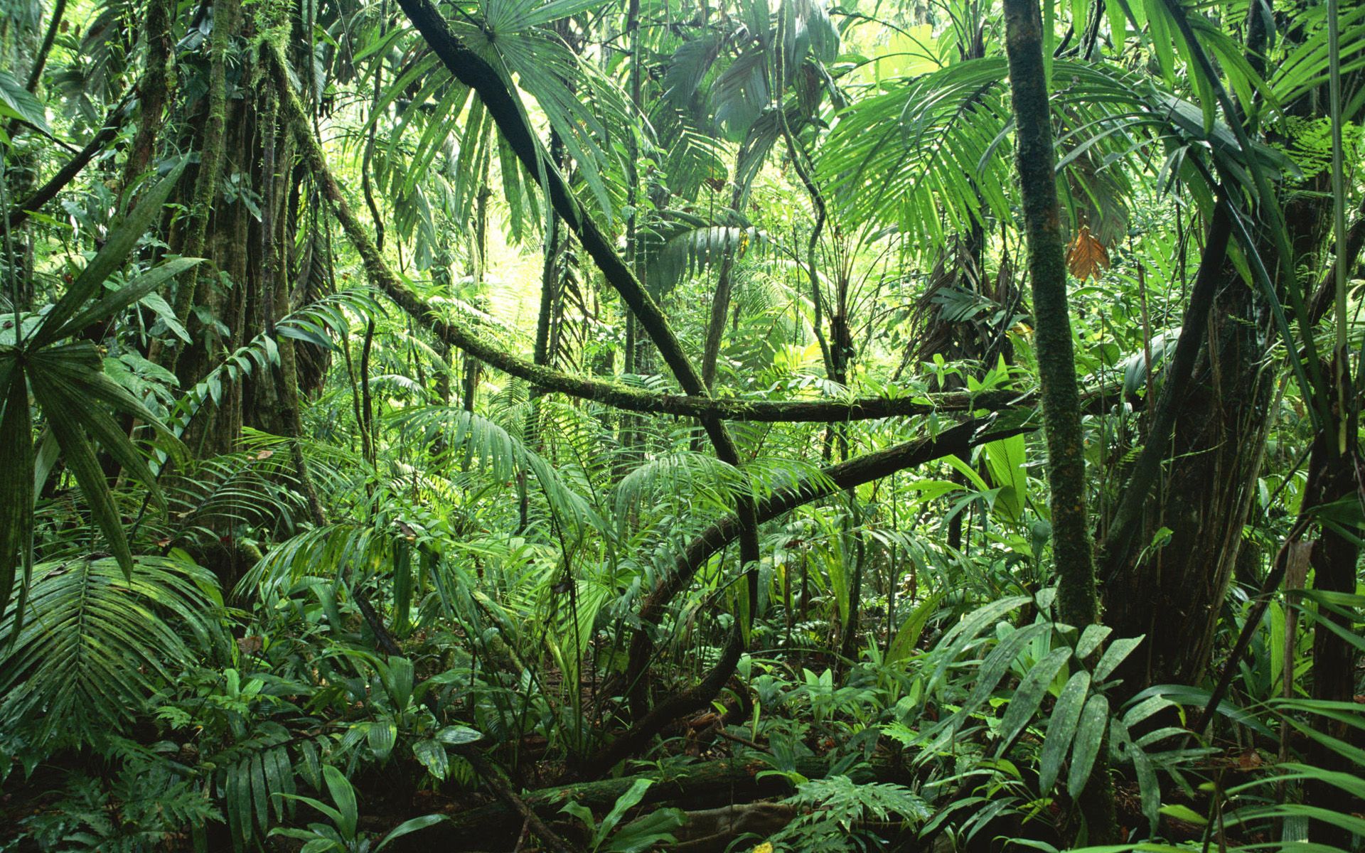 Rainforest Desktop Wallpaper Desktopia Costa Rica Land Of