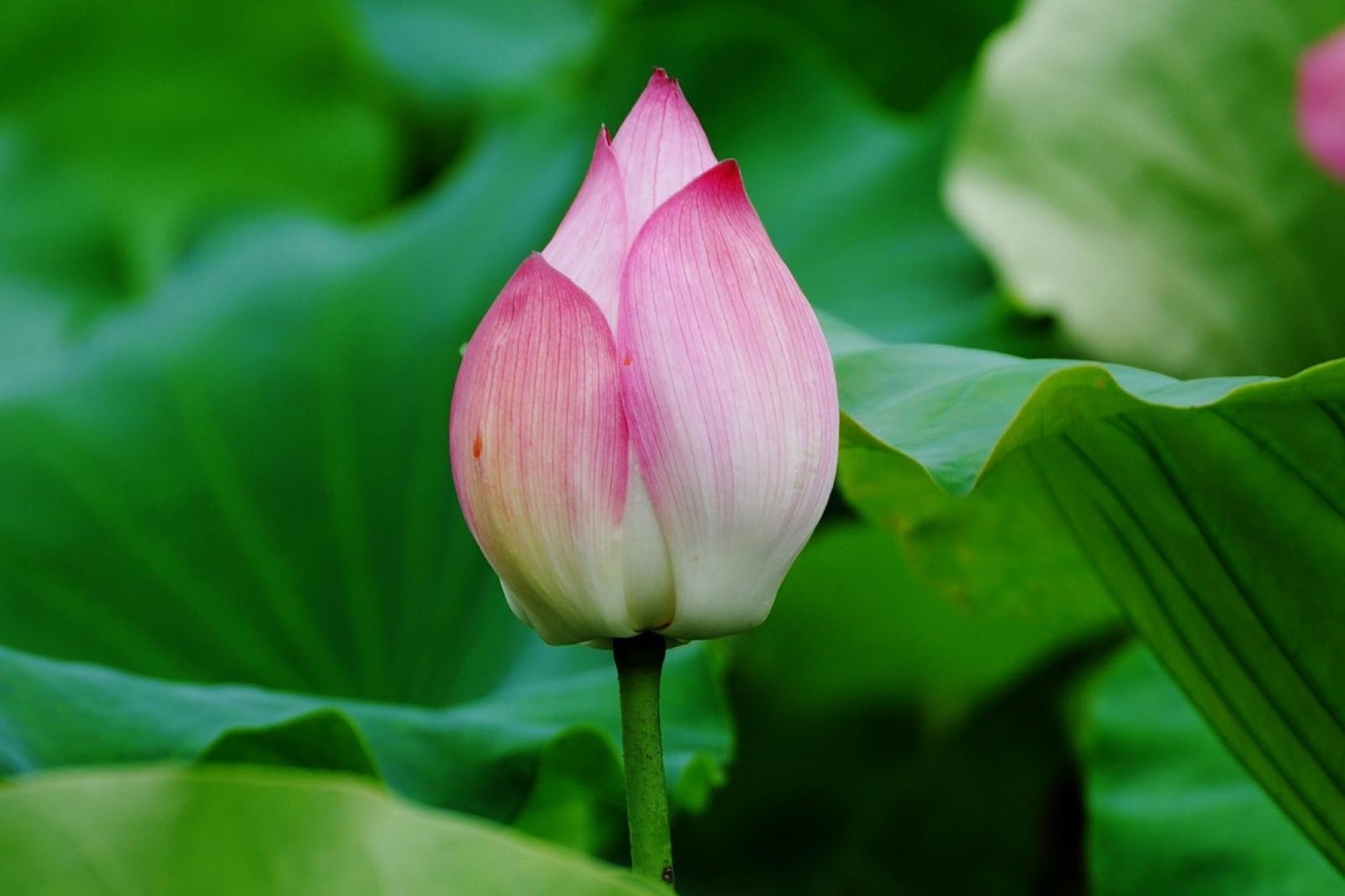 Free download Lotus Flower HD wallpapers HD Wallpapers High Definition  iPhone [1600x1066] for your Desktop, Mobile & Tablet | Explore 49+ Lotus  Flower iPhone Wallpaper | Lotus Flower Wallpaper, Lotus Wallpaper, Lotus  Flower Wallpapers