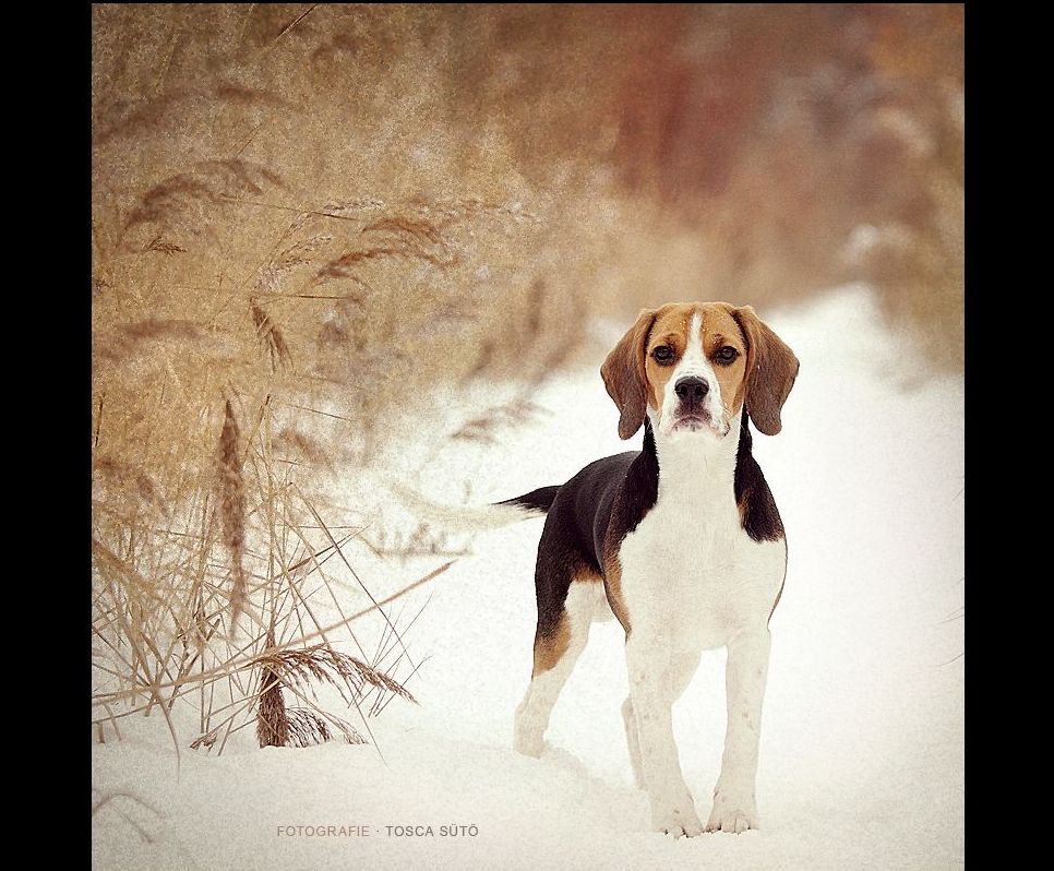 Wallpaper Beagle Puppy Each Dog