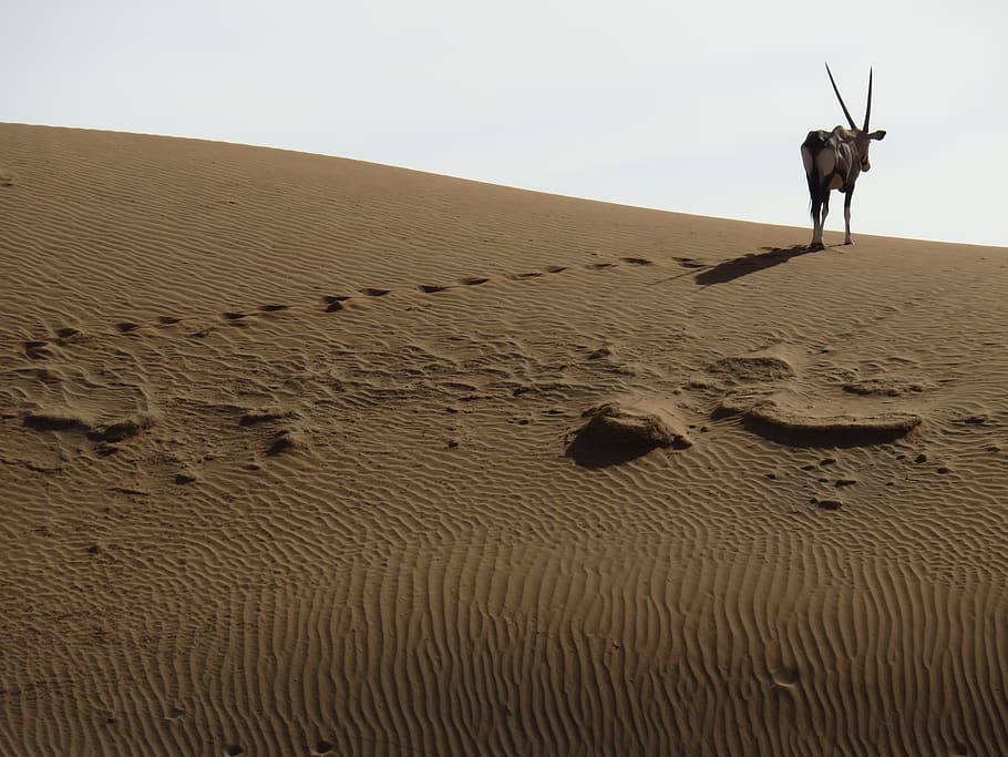 HD Wallpaper Desert Oryx Spit Bock Namibia Antelope Africa