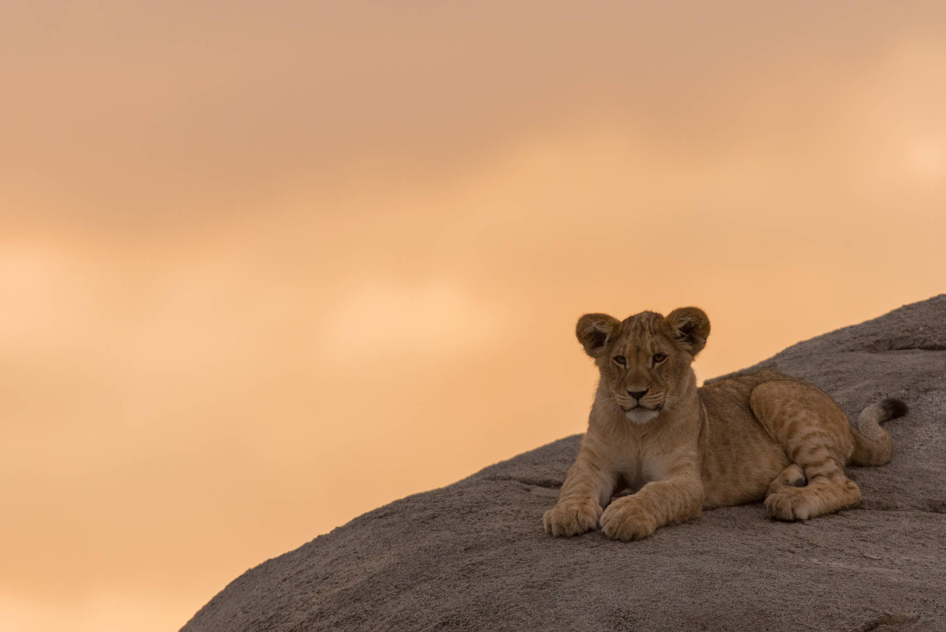 Top Baby Lion Wallpaper Full HD 4k To Use