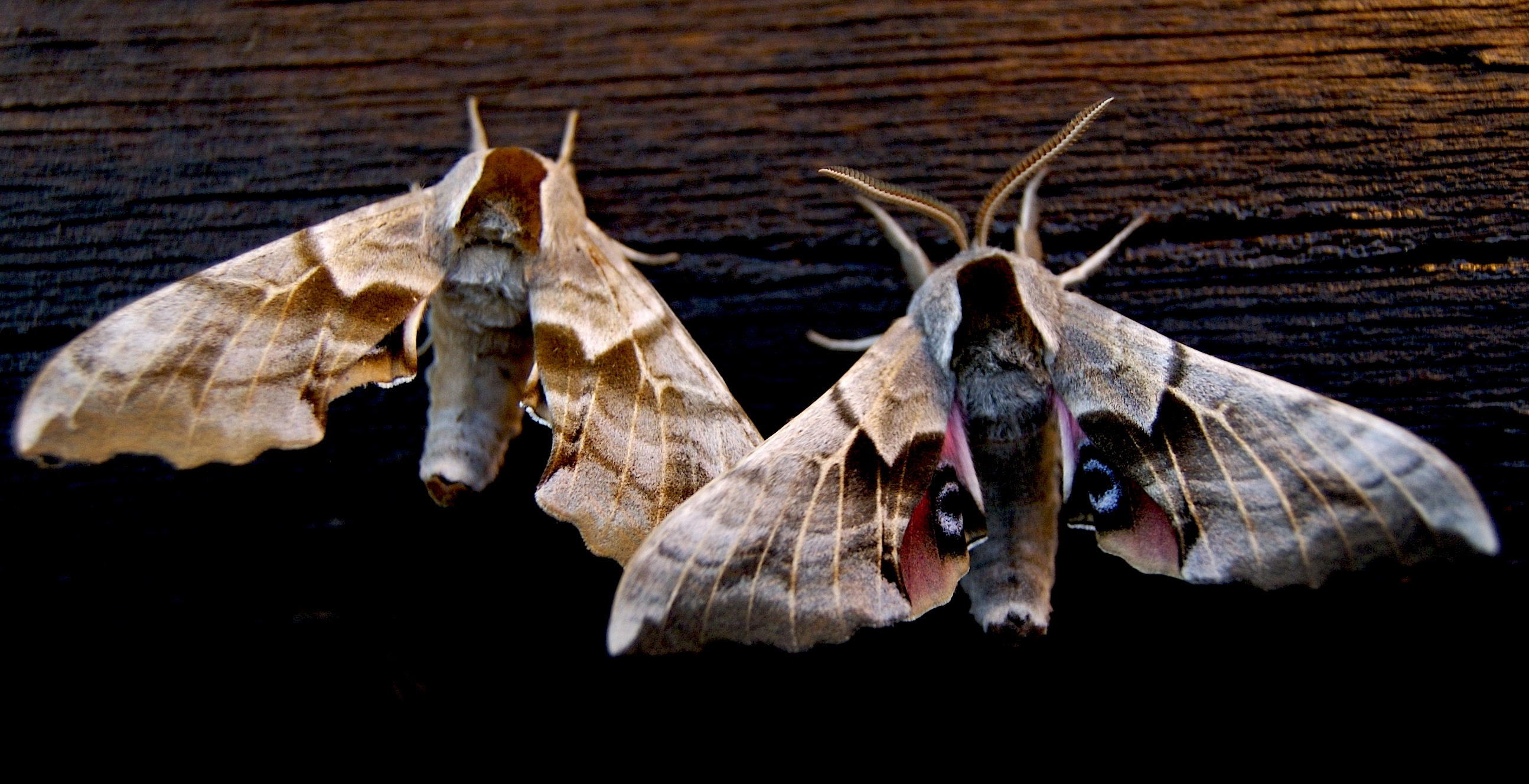 Sphinx Moth Wallpaper