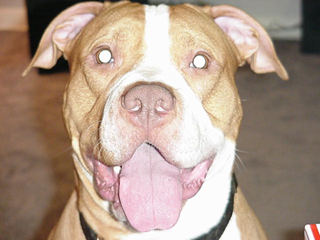 Windows Wallpaper Xp Close Up Red Nose Pit Bull