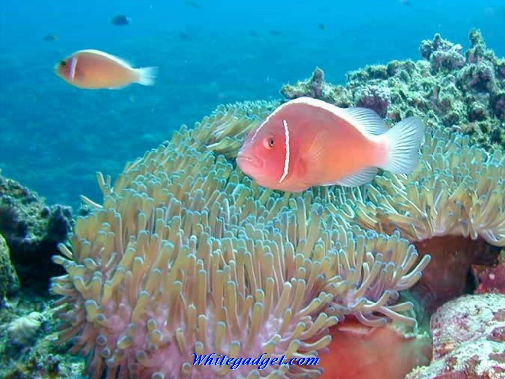 Tropical Fish Wallpaper Photo Jpg