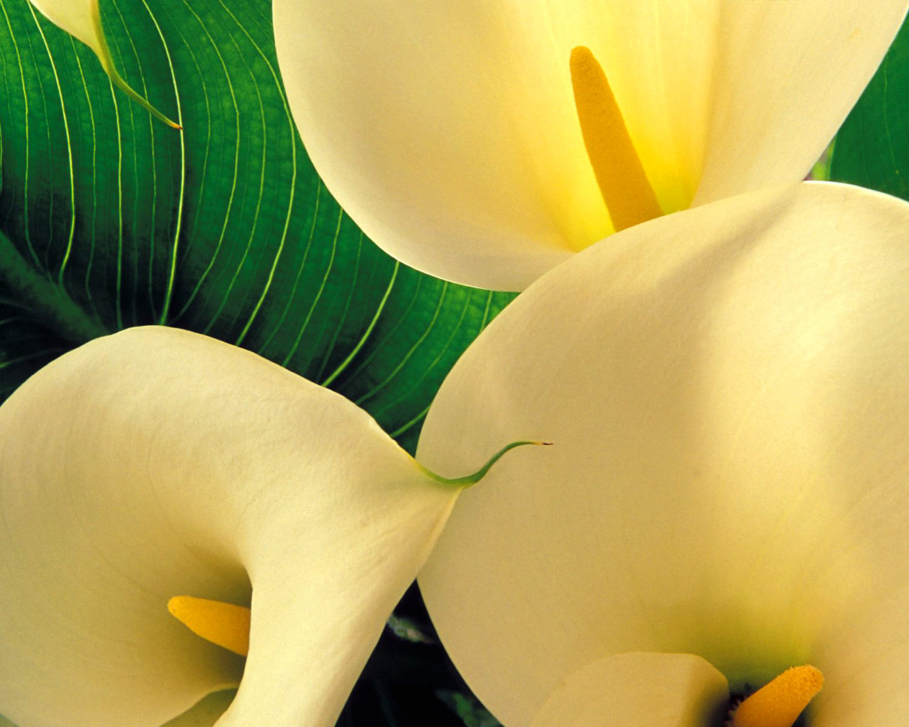 Beautiful Calla Lily HD Flower Wallpaper