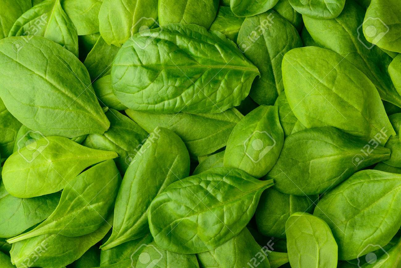 Background With Fresh Organic Basil Leaves Or Spinach Stock Photo