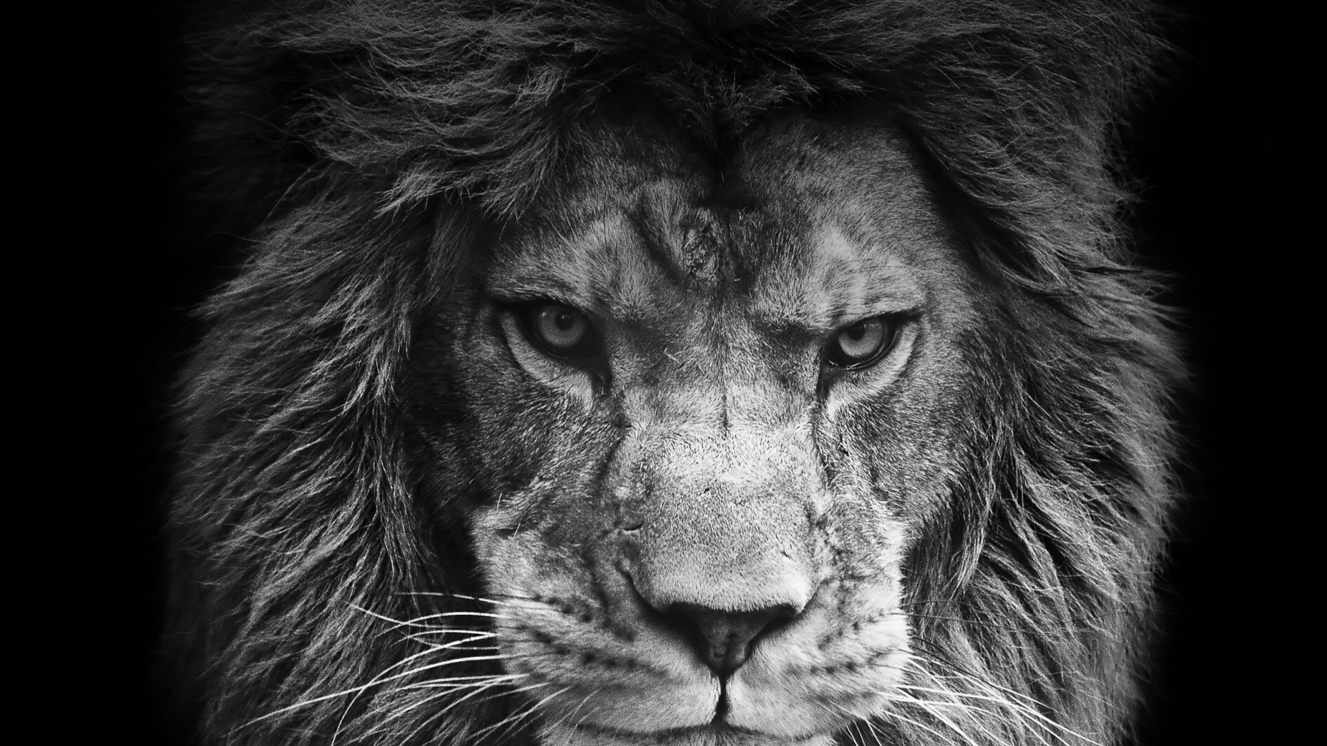Angry Lion Wallpaper