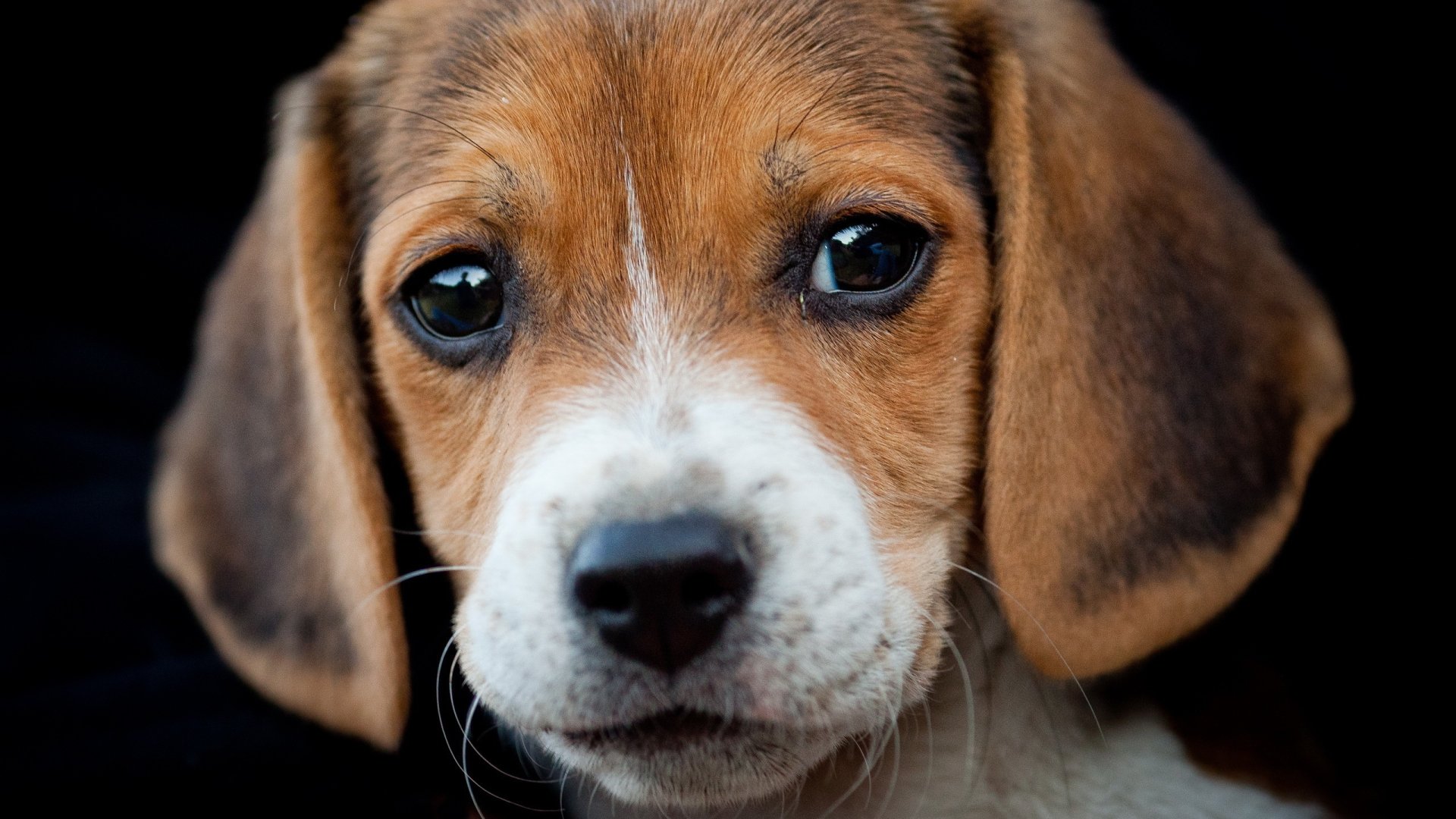 Beagle Dog Desktop Wallpaper