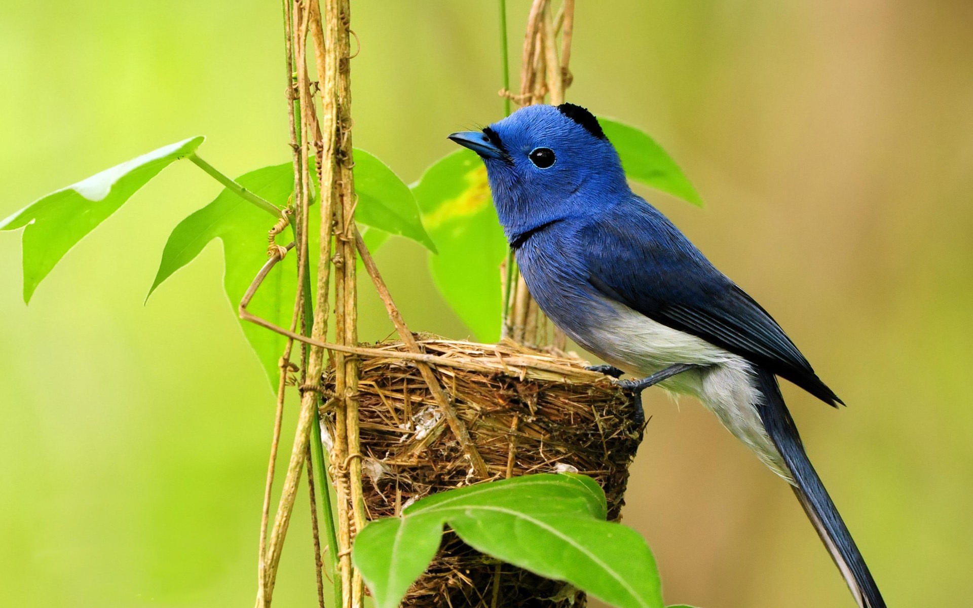 Blue Bird And Her Nest Desktop Wallpaper