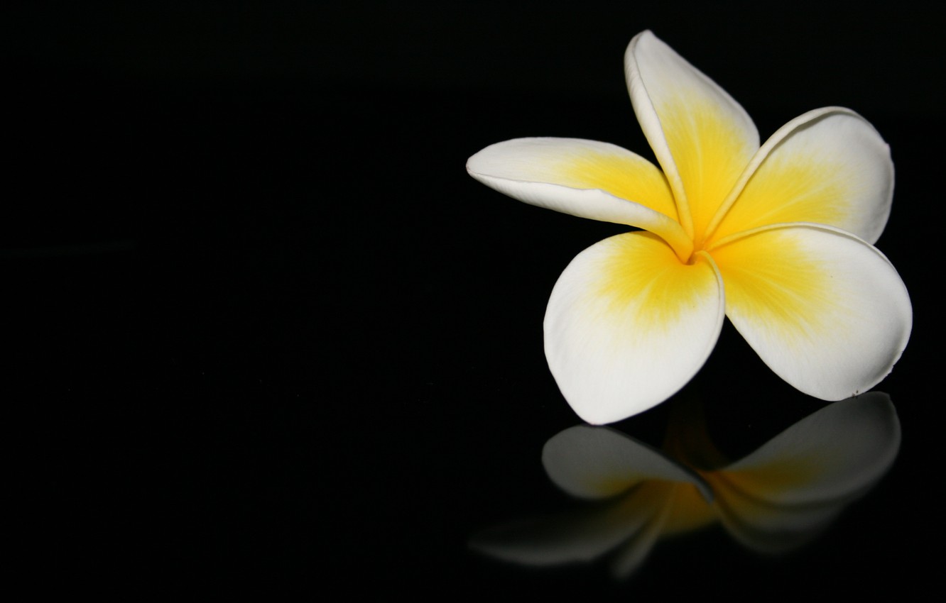 Wallpaper Flower Macro Reflection Black Background Plumeria