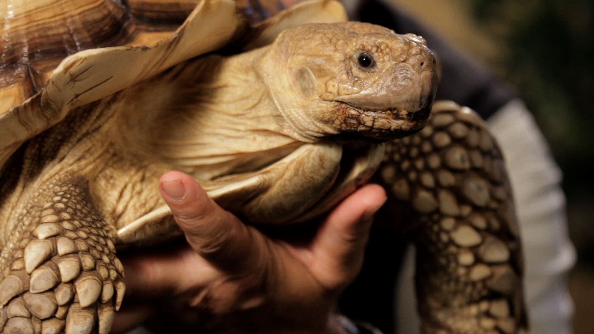 Sulcata Tortoise Wallpaper Animal Hq Pictures