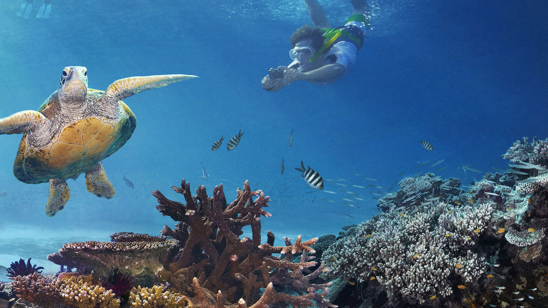 The Turtle In Great Barrier Reef Australia Live HD Wallpaper