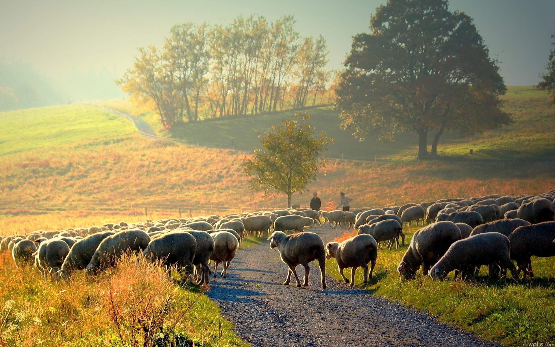 Sheep Wallpaper Morning Nature Landscape Desktop HD