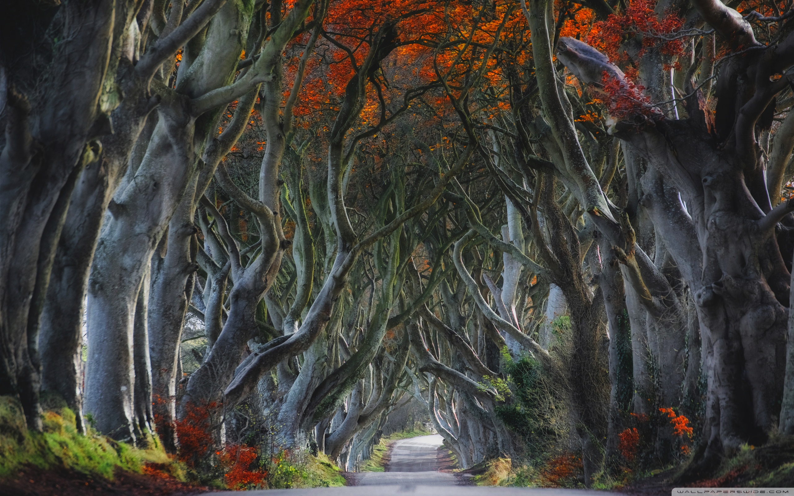 Dark Hedges Beech Trees Northern Ireland 4k HD Desktop
