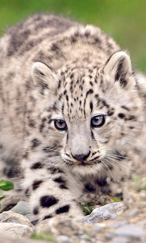 Snow Leopard HD Live Wallpaper For Android