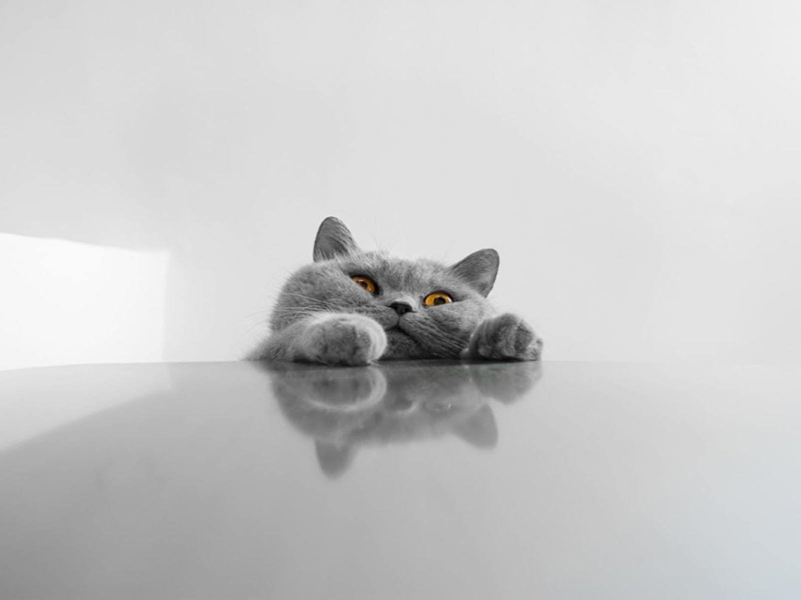 Fat Gray Funny Cat Wallpaper And Image Pictures
