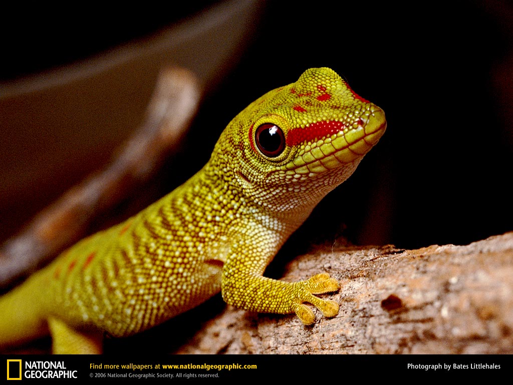 Nothing Found For Leopard Gecko Pictures Wallpaper