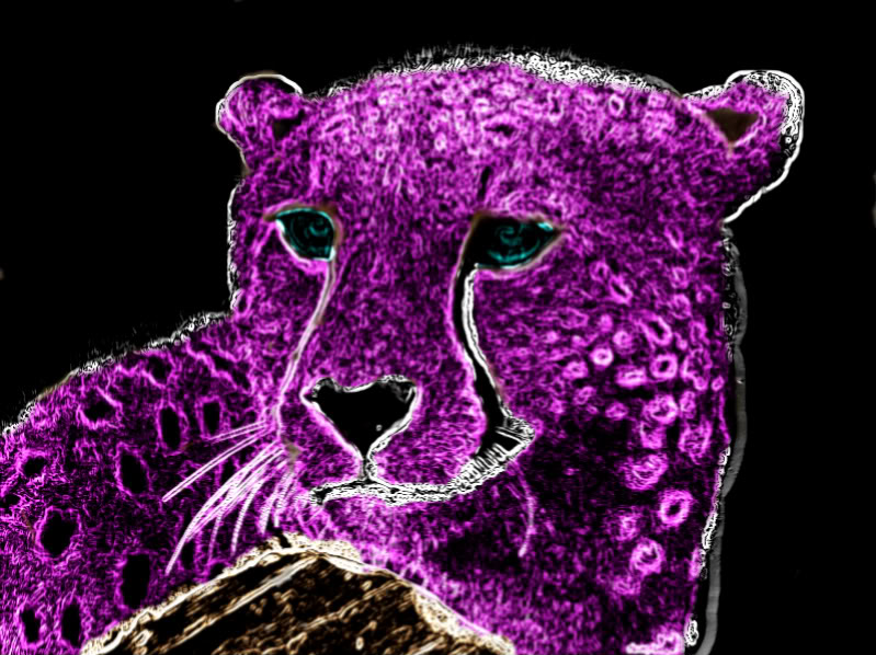 Purple Neon Cheetah Photo Beautifulanimalscheetahwallpaper Jpg