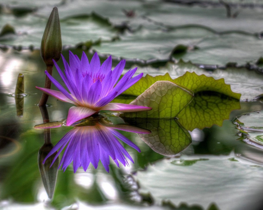 Lotus Water Lily HD Desktop Background Wallpaper