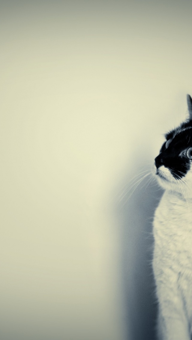 640x1136 Cute Black and White Cat Iphone 5 wallpaper