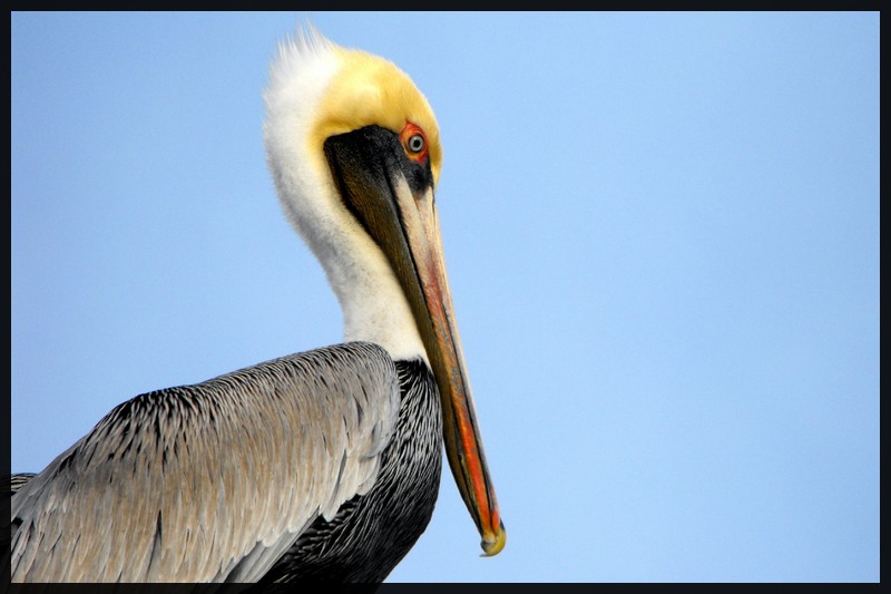 Louisiana Pelican By Salemcat