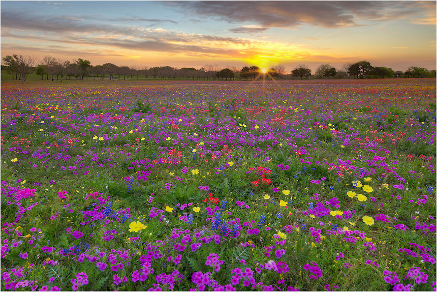 Texas Wildflowers HD Wallpaper For Your Desktop Background