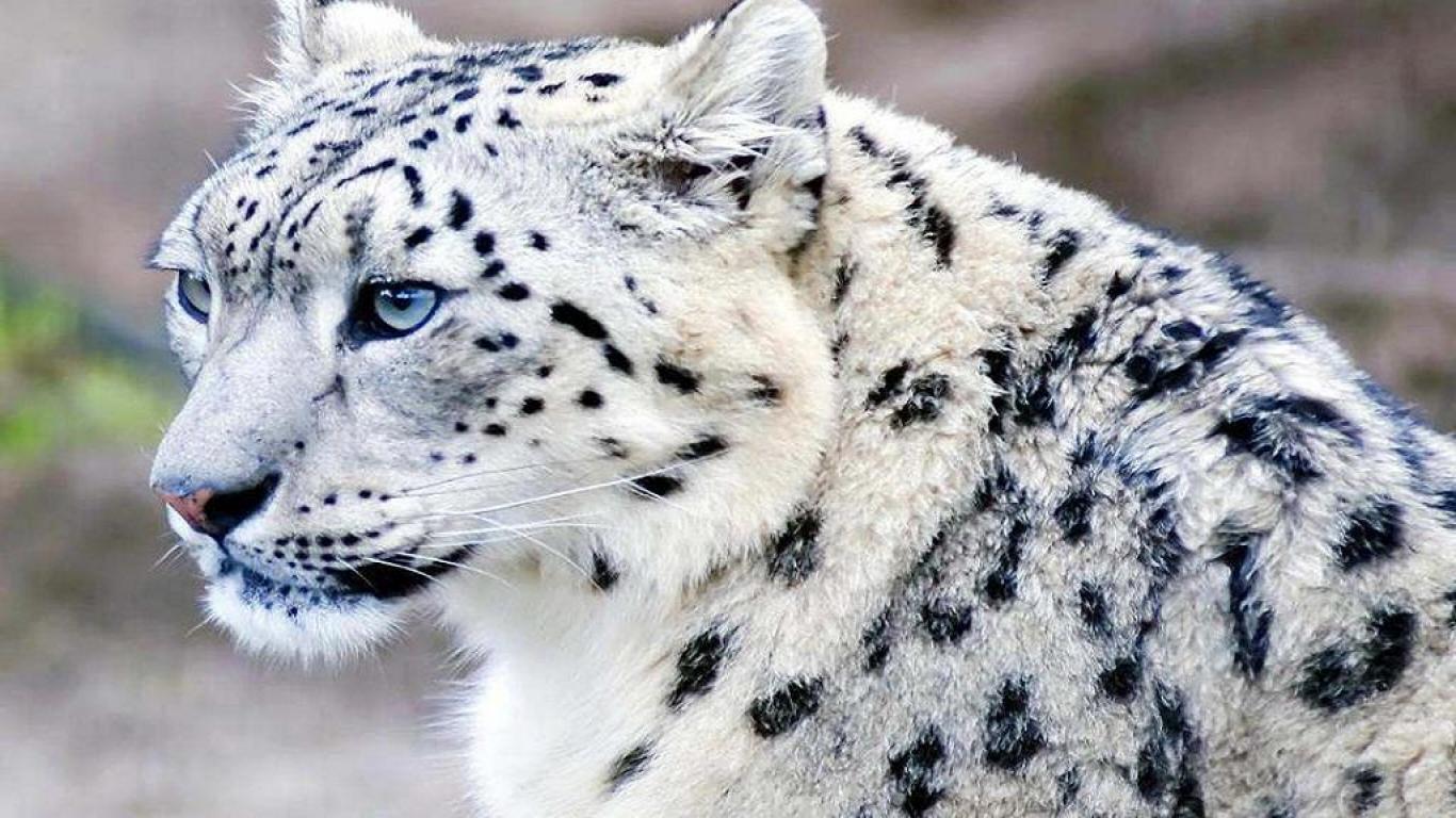 Snow Leopard Mac Wallpaper