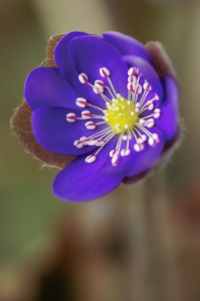 Tiny Purple Flower Wallpaper iPhone