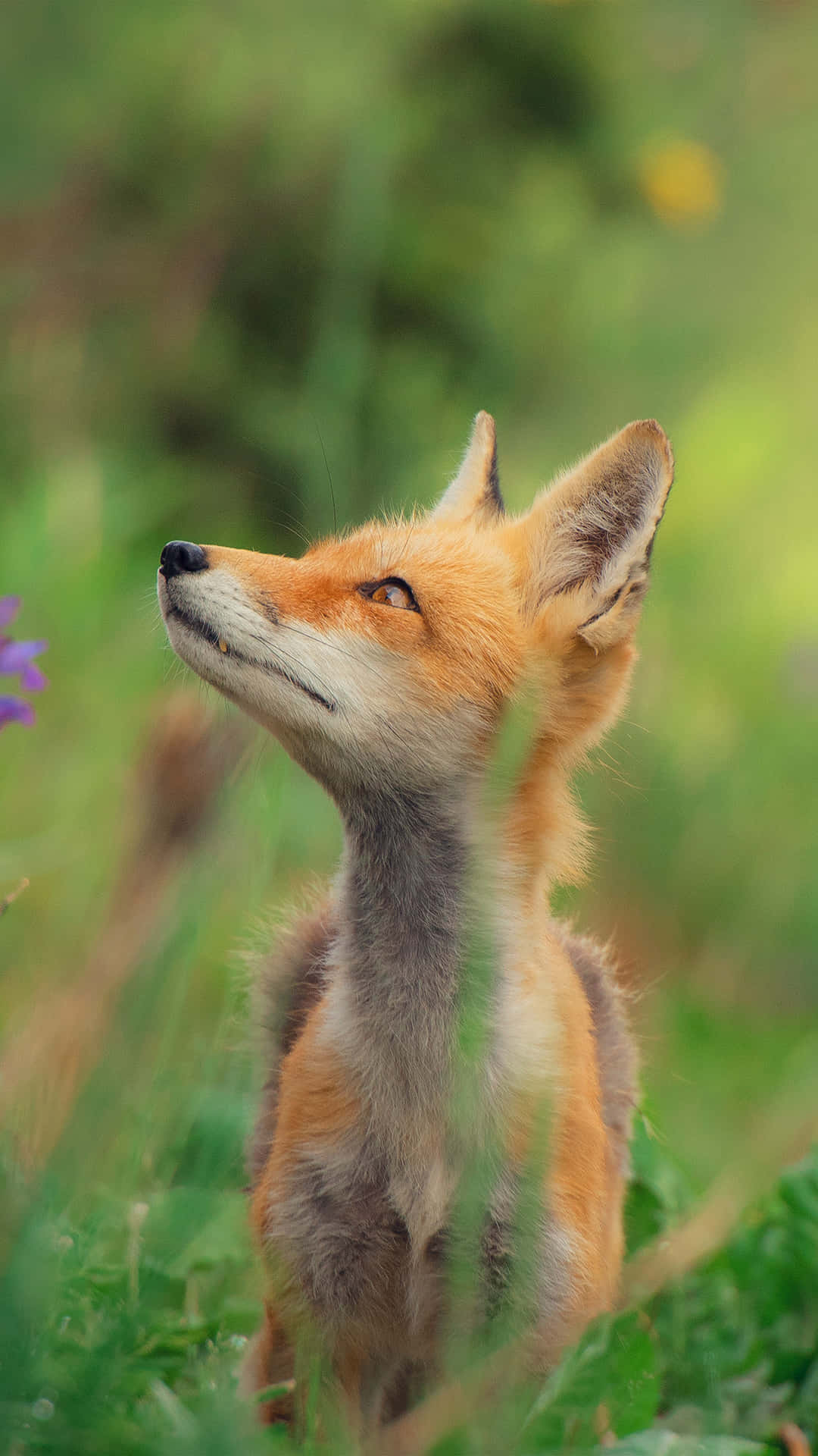 Cute Animal iPhone Wallpaper